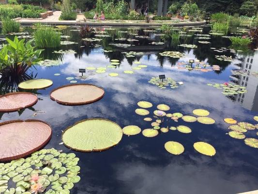 Incredible waterlilies throughout the gardens. So beautiful!