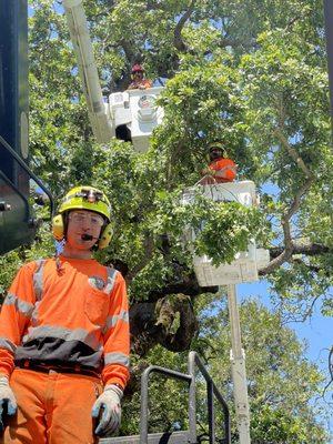 Teamwork really helps when pruning very large oak trees over structures and multiple back yards.  Three buckets, four climbers and others!