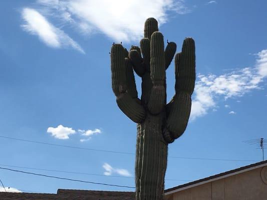 Amazing saguaro.... What a beautiful specimen!