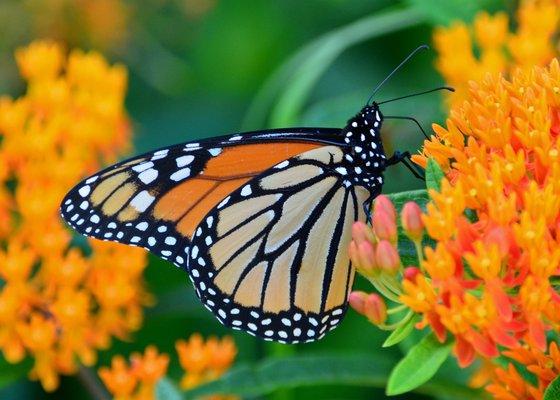 We have a great selection of butterfly & hummingbird attracting plants.