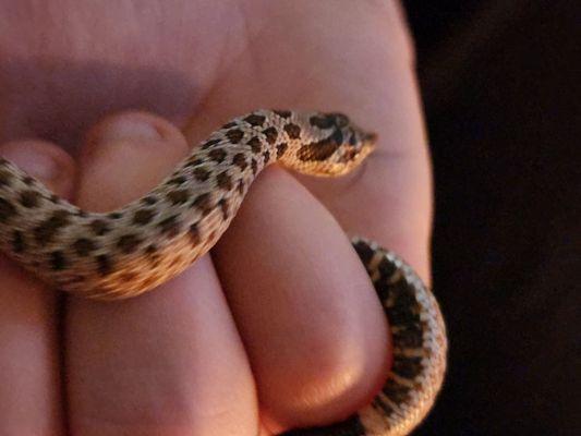 Marx the Western Hognose