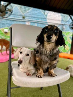 Dachshund's brothers in daycare!