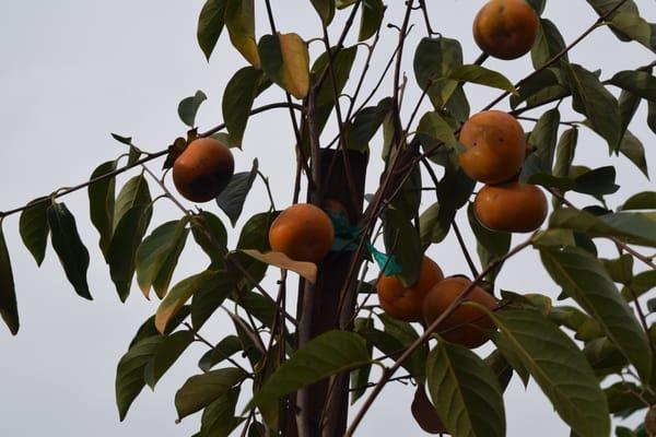 Fuyu Persimmon tree.