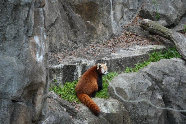 Red Panda