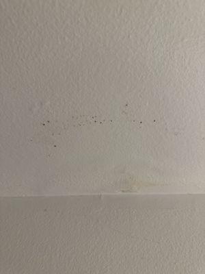 Mold spores