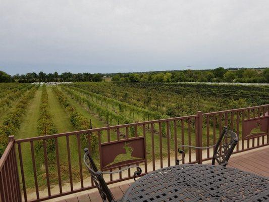 A view of the vineyard from the "observation deck."