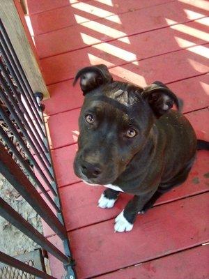 Pit Bull "Sabrina" as a puppy