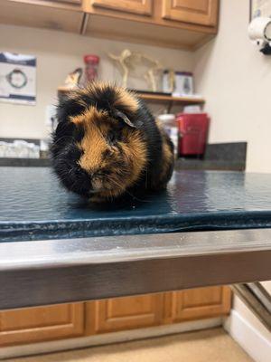 Guinea Pig