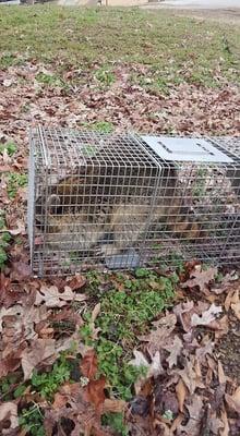 Raccoon trapped in Germantown