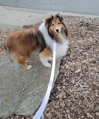 Izzie waiting for the Carmel Dog Shop to open...