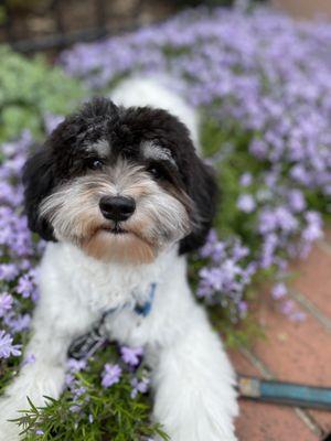 Full groom by Shake - 7 month old Havanese