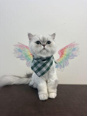 Persian Angel.