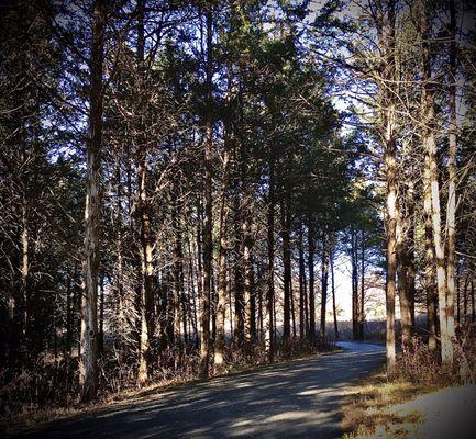 Towne's trails are mostly smooth asphalt, like this one through pines to prairie.