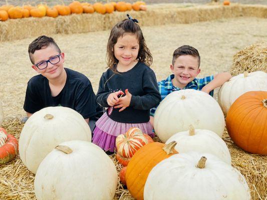 Beautiful selection of pumpkins