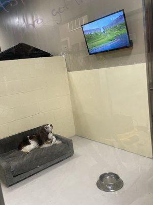 Maggie enjoys going to play with her friends and staying overnight in her luxury suite where she watches her dog tv.!