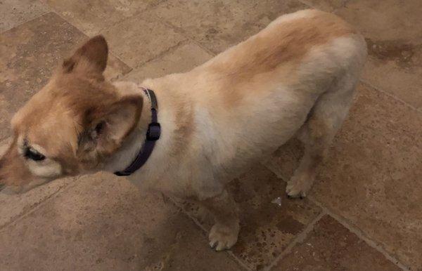 Beautiful Pawdicure and gentle grooming of my senior girl.