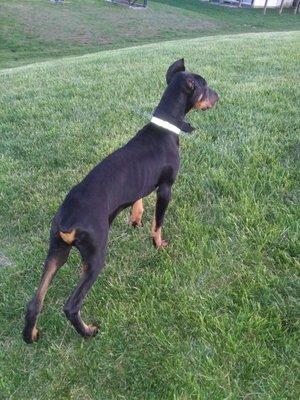 Champ my 5 month old Doberman. Thor was given away as a wedding present.