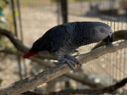 African grey