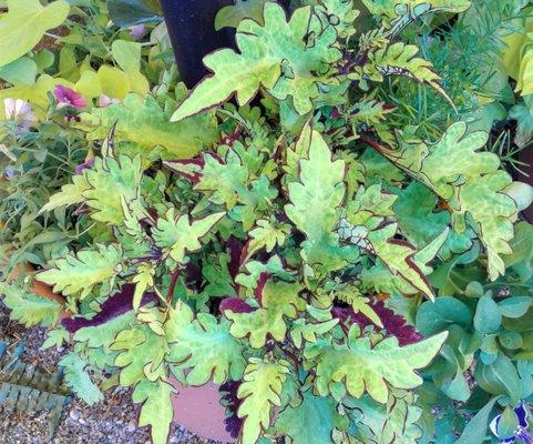 interesting variety of Coleus