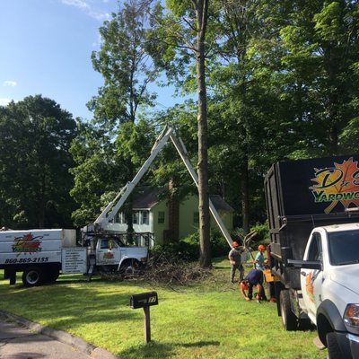 Dead oak being removed.