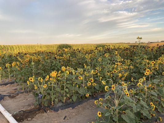 Rows of sunflowers