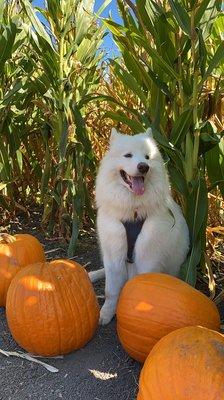 Corn field with pumpkins