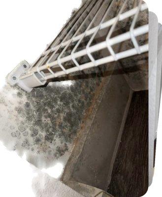 Mold on the lower walls of a pantry