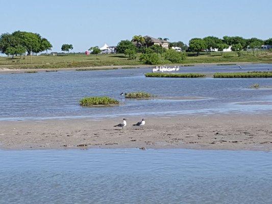 Baffin Bay birding