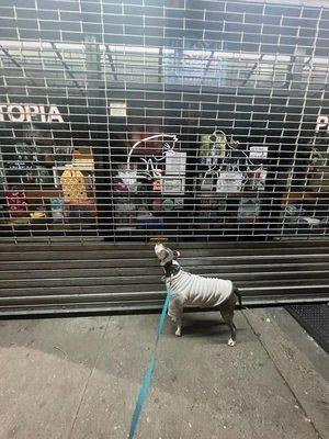 When your dog loves Petopia & their employees so much,he refuses to accept its 10PM & closed.