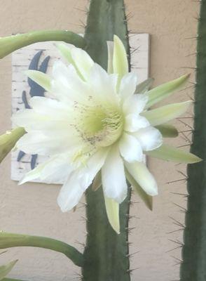 Cactus flower