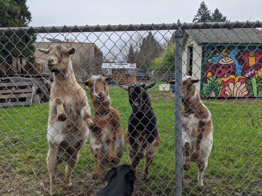 Goats lining up for a photo op