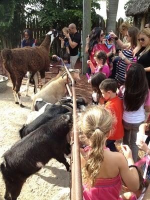 Petting zoo