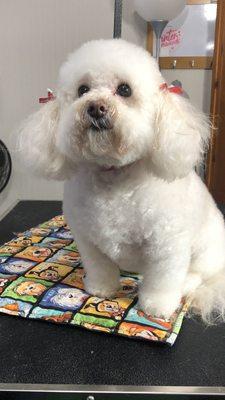 Bichon