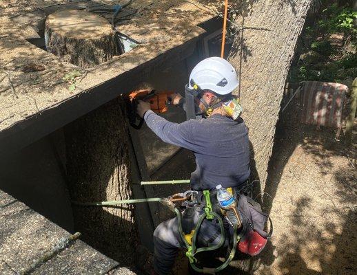 Tree & Stump Removals