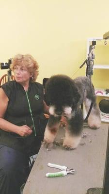 Linda, my business partner, grooming Butch a miniature poodle.