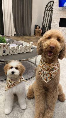 Sheepadoodle and labradoodle