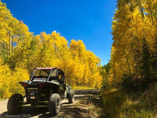 Blue sky and golden aspen leaves.