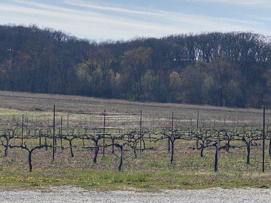 Vineyards