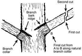 Diagram of a proper cut.  Trees Company stands above many other tree companies because we always make proper cuts.