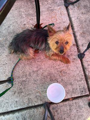 Complimentary water for my Daisy  as we are enjoying the sunshine  with breakfast