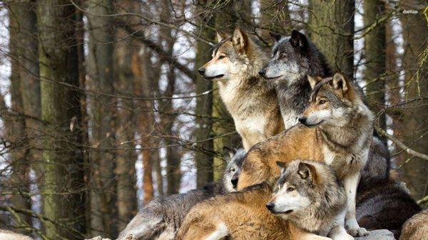 The Brooklyn Wolf Pack