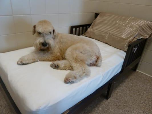 Red Bluff Pet Resort offers dog and cat boarding, grooming, training, day care and group play.