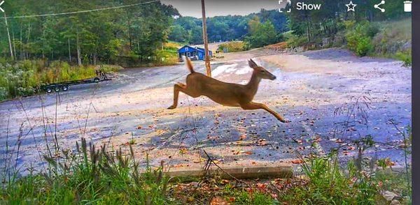 wildlife coming cross parking lot