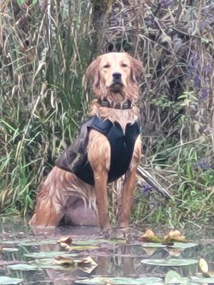 Chance has had a great start to her first hunting season