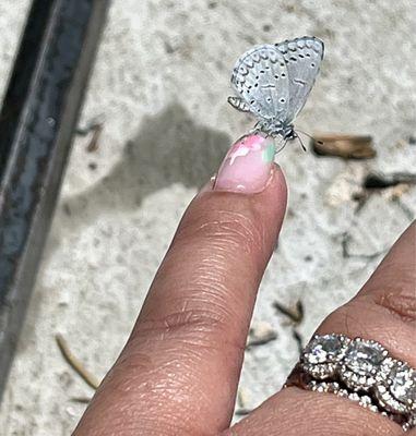 A butterfly actually tried to drink the flowers on my nails!