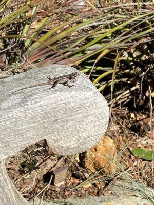 Cute, little lizard chilling in the California sun.