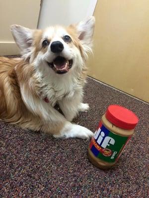 The secret to getting a corgi to cooperate at the vet is in that jar