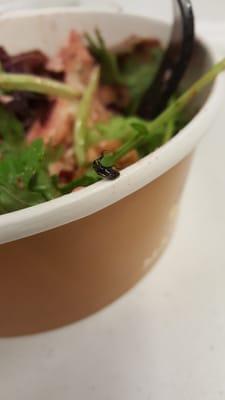 Found this bug in my salad