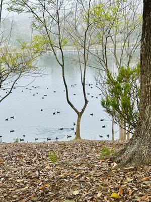 Love the ducks on the lake.