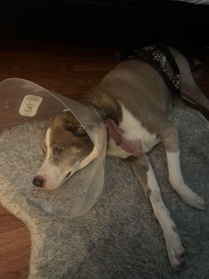 Marley after her CCL (TPLO surgery)